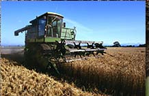 Combine in wheat field